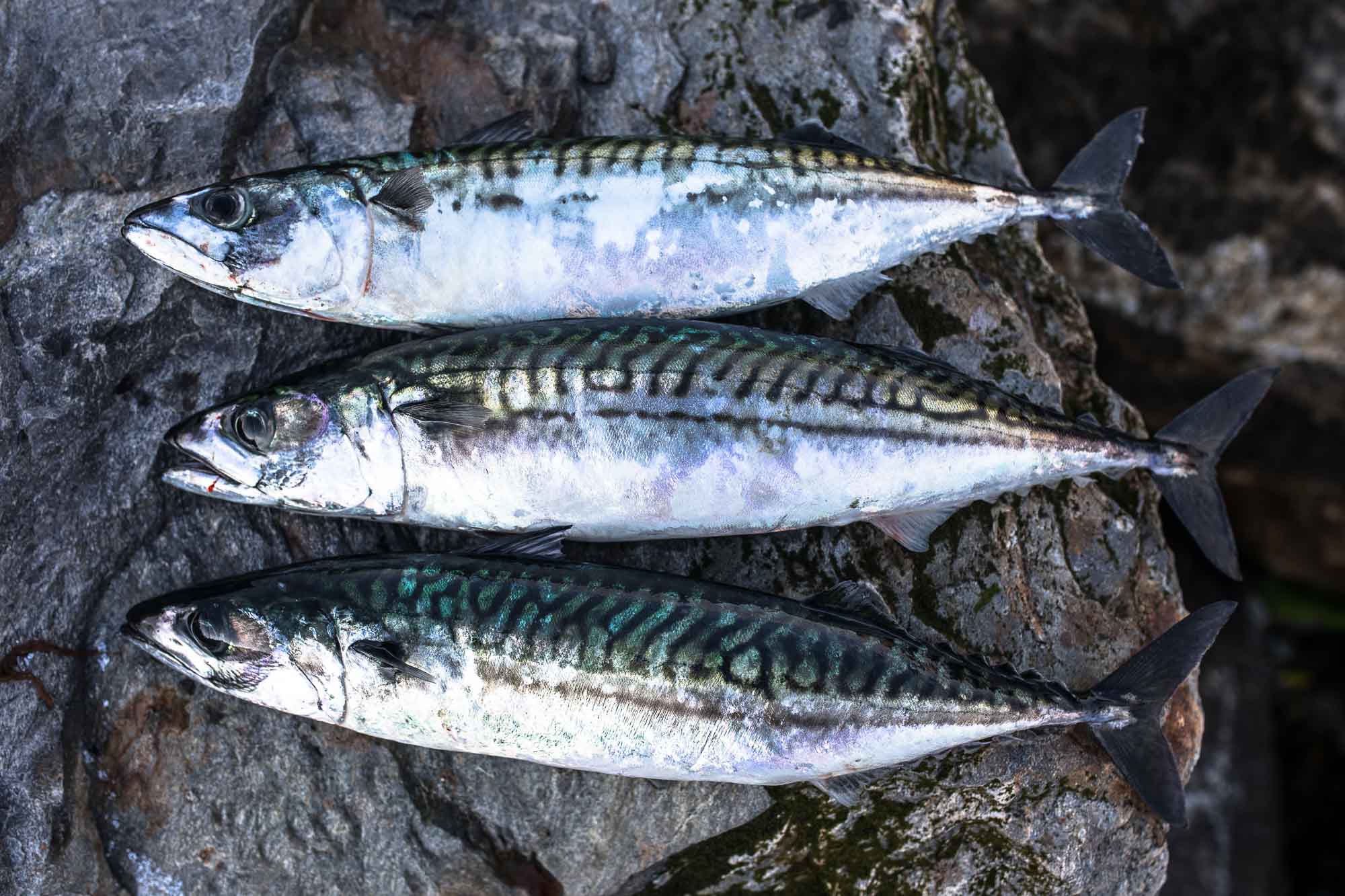Fish